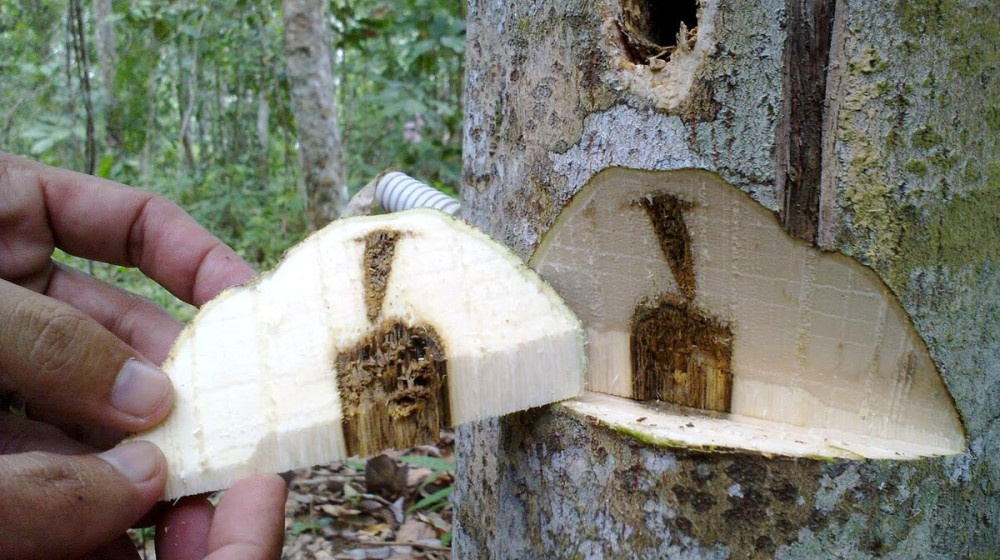    Почему кинам дороже золота и кто готов за него платить миллионы