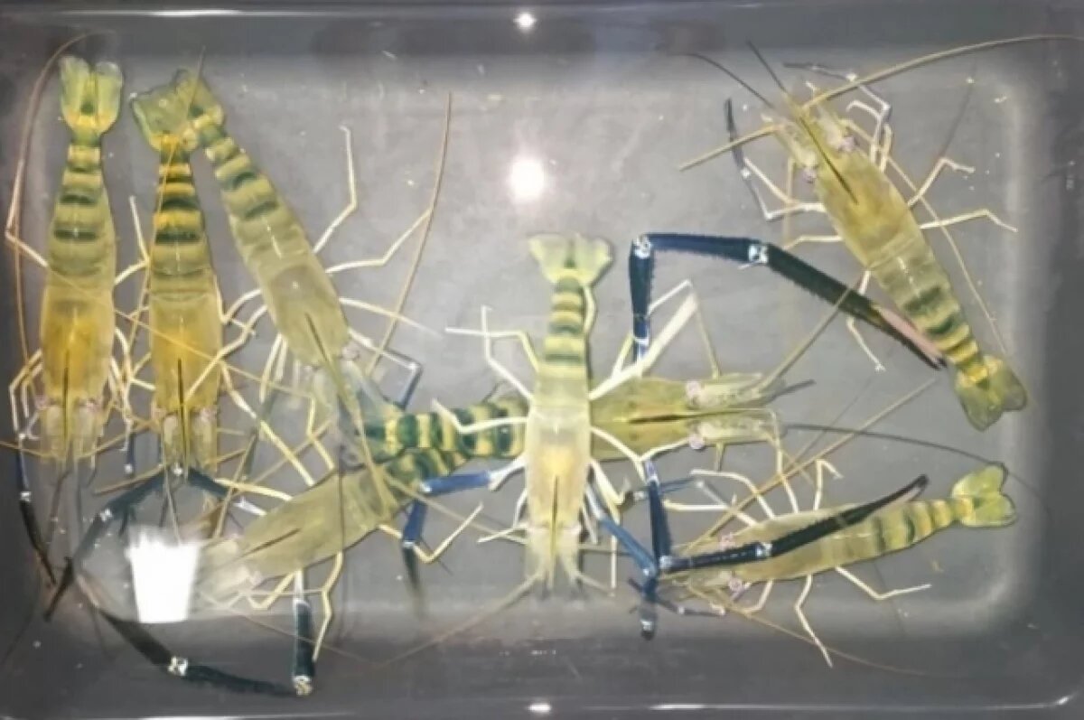    С начала 2025 года в Азовском море выловили почти 350 тонн креветок