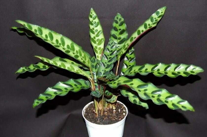 Фото взято из открытых источников ля примера