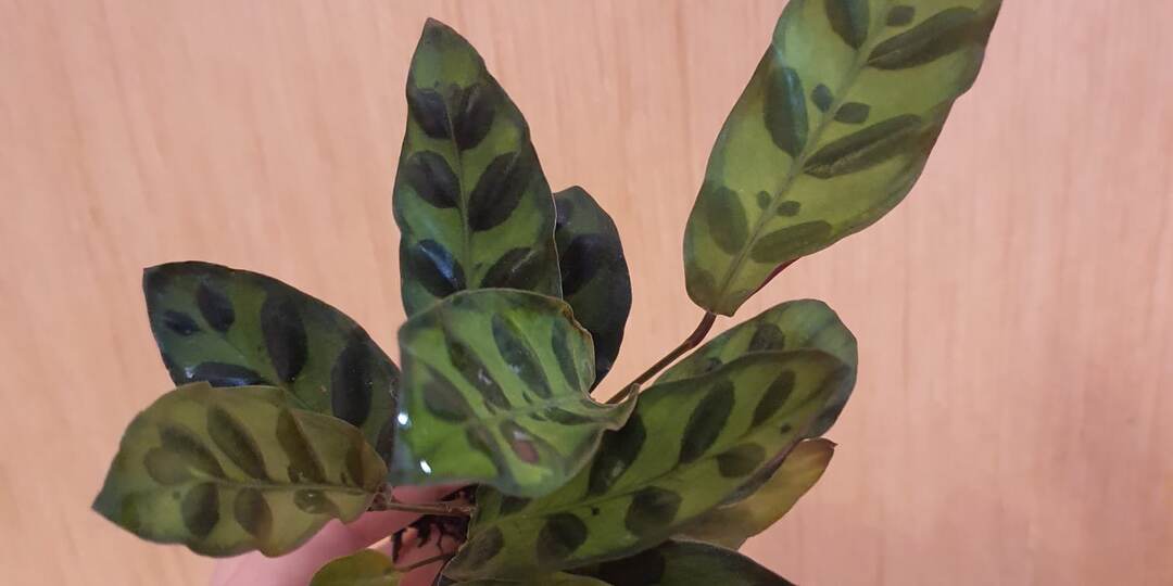 Калатея Лансифолия