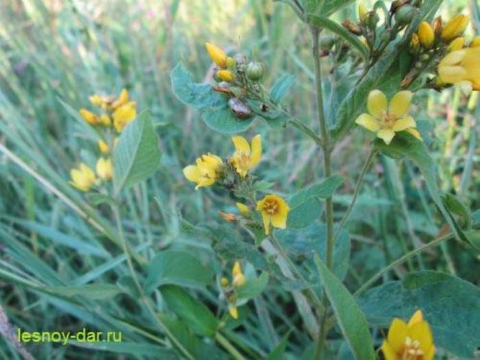 Вербейник обыкновенный (фото с блога "Лесная кладовая")