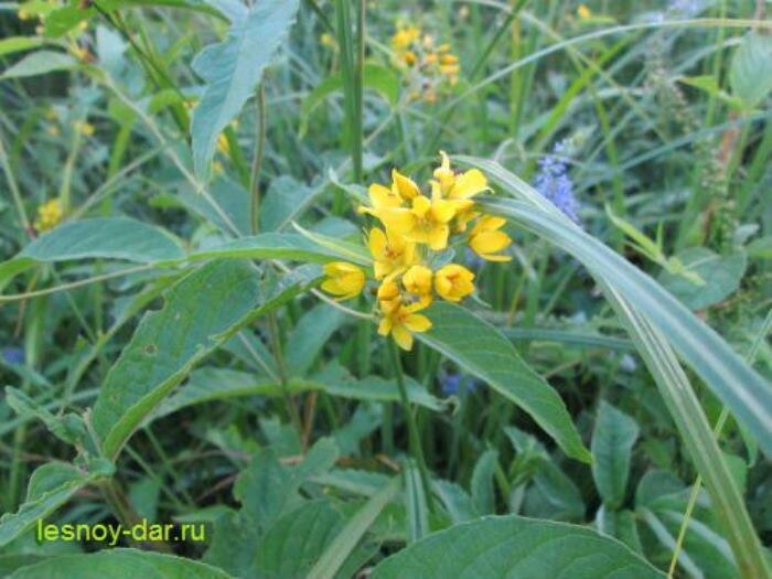 Небольшое соцветие на боковом побеге (фото с блога "Лесная кладовая")