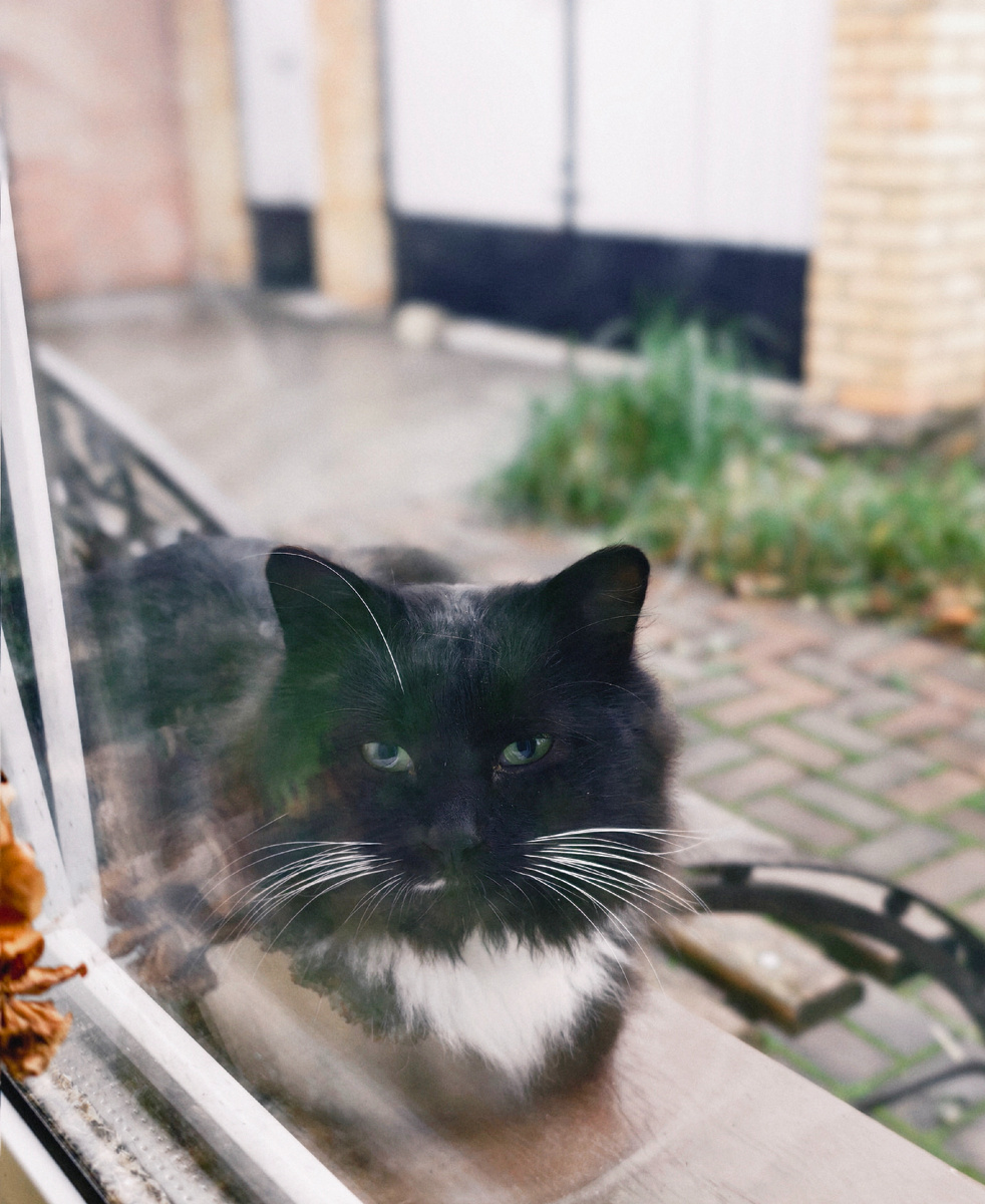 Кот на подоконнике