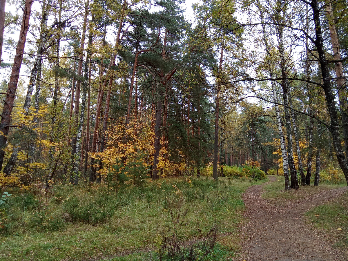 Золотая осень. Фото Андрея Куликова