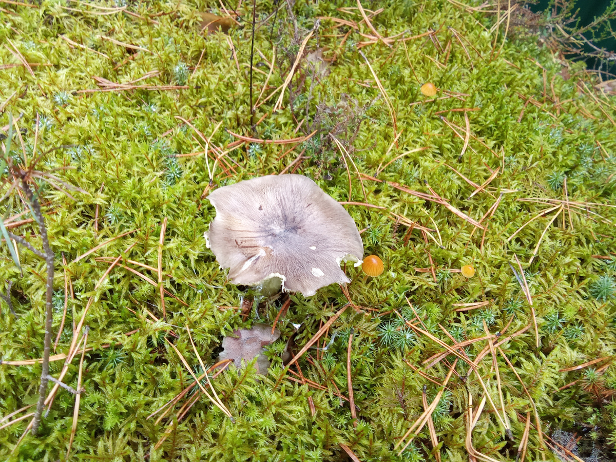 Рядовка штриховатая.  Фото Андрея Куликова