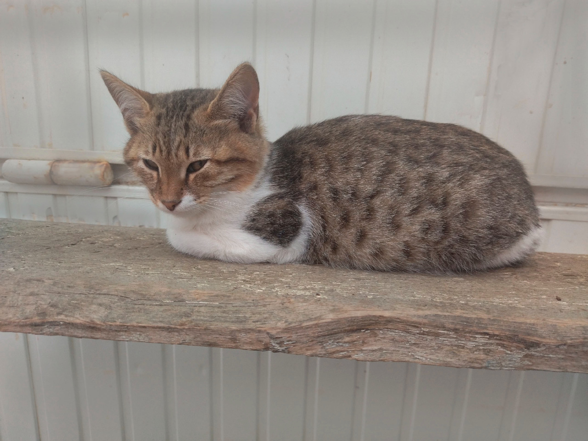 Вот этой кошке, например, около 5 месяцев, и она уже с животом. 