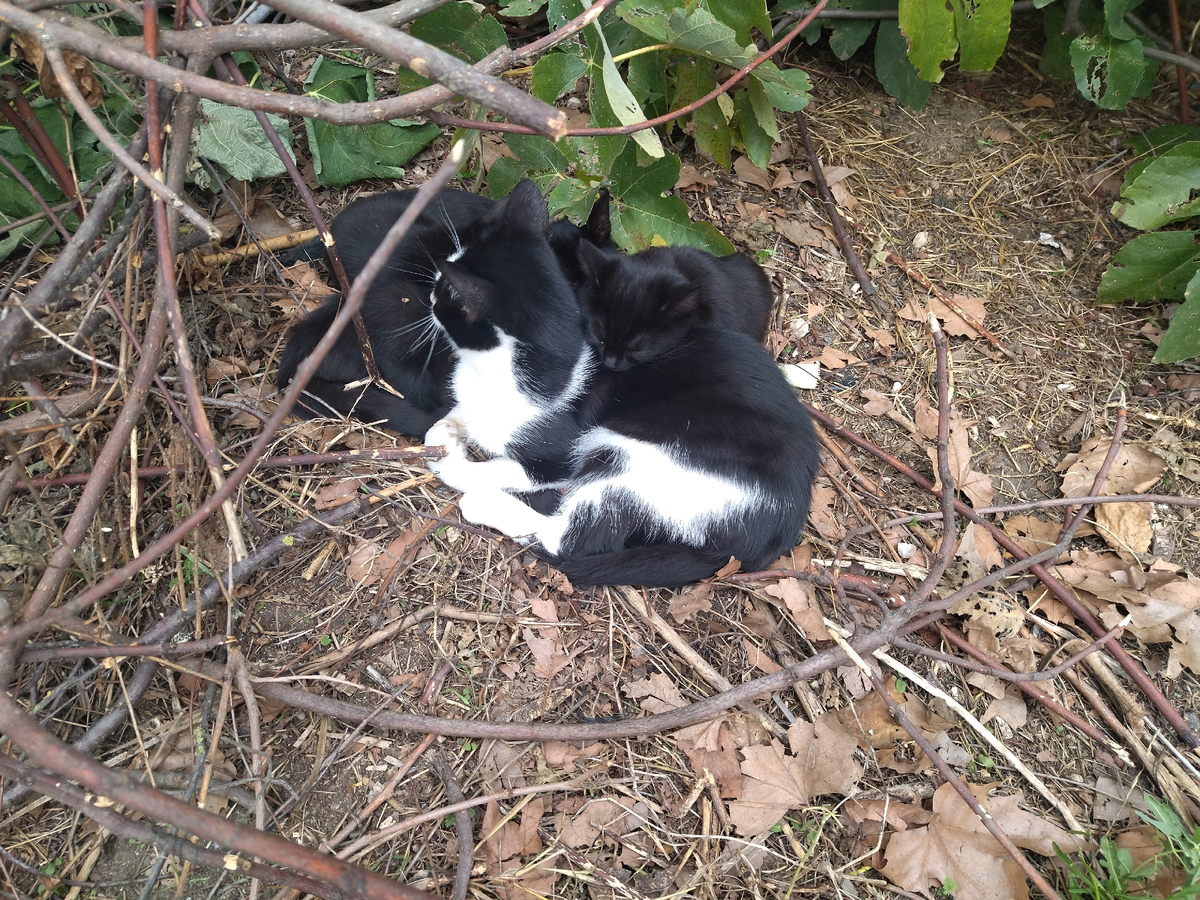 Этой кошке около 10 месяцев, и у нее уже подросшие котята. 