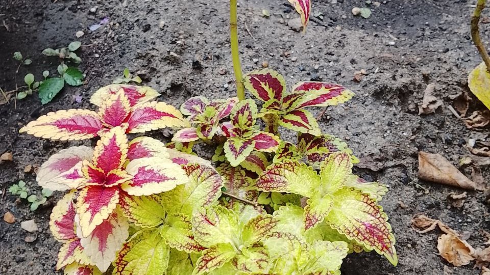 Лучший вариант зимнего содержания колеусов в квартире