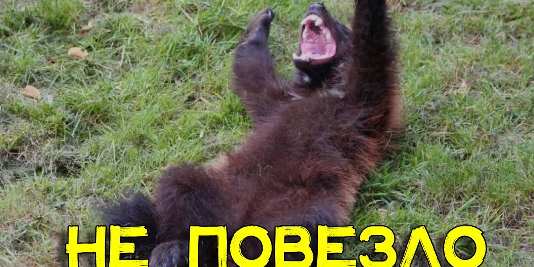 Опытный охотник рассказал, что будет, если попасть медведю в орехи и как потом зверя остановить. Куда лучше метить сразу для надежности