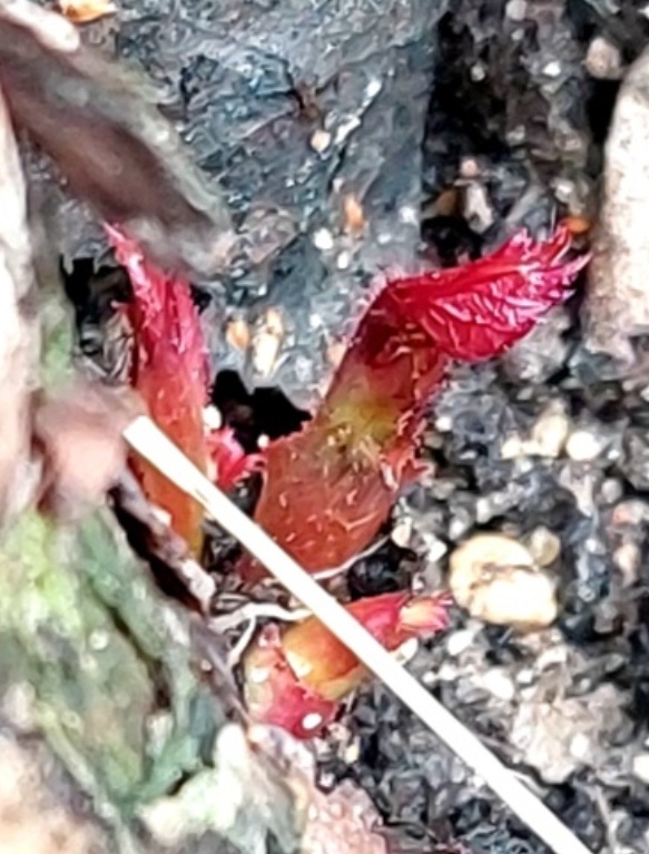 Если картина вот такая - аккуратно удаляем