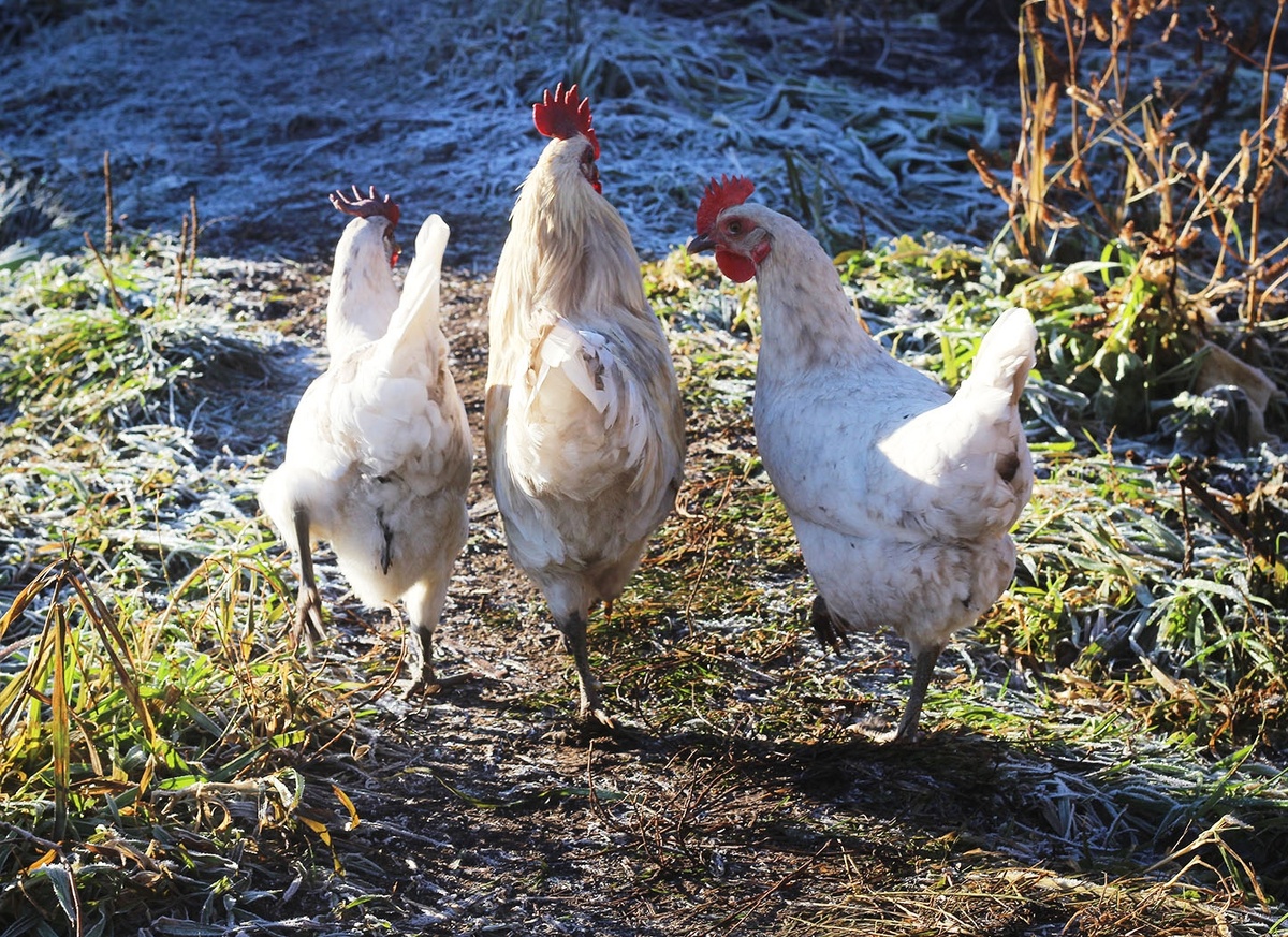 куриный обход территории