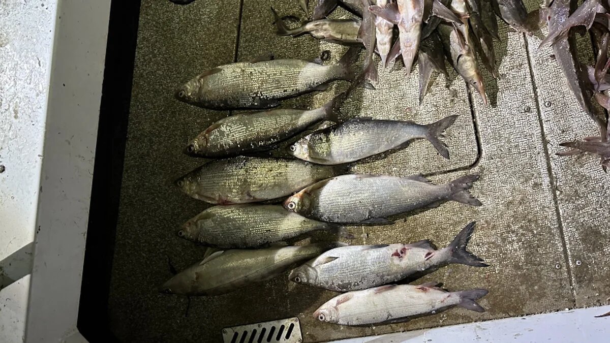 Пенсионер поймал рыбы на 18 млн. рублей, рыбаку грозит срок!