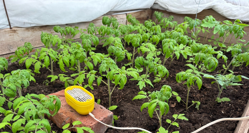    Вношу эти удобрения в ноябре — и к весне почва становится жирной и плодородной. Совет агронома с 30-летним стажем