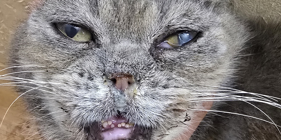 У нам еще несколько бедось за последние дни.