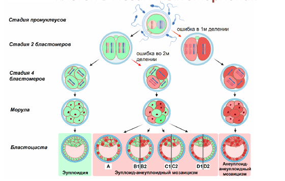 (рис. из Ivanova A. et al.//Human Genetics and Genomics Advances. – 2025)