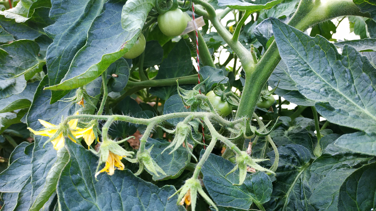 Конец июля, а томаты только завязываются