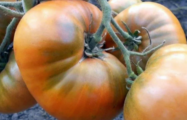 Томат гном Улуру Охра https://www.ncsemena.ru/upload/webp/iblock/736/wclods0gz0dg2aza6j285nl8so6p0jxt.webp