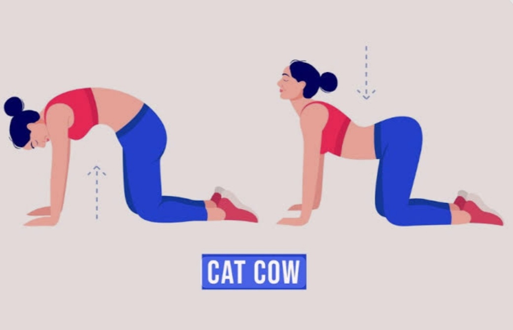 Кошка-Корова