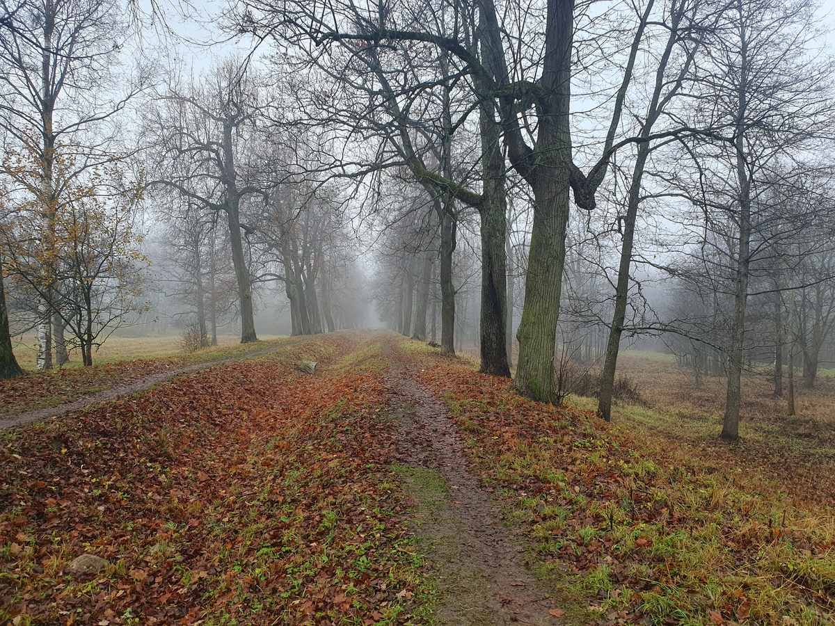 Осенний лес 02.11.2025