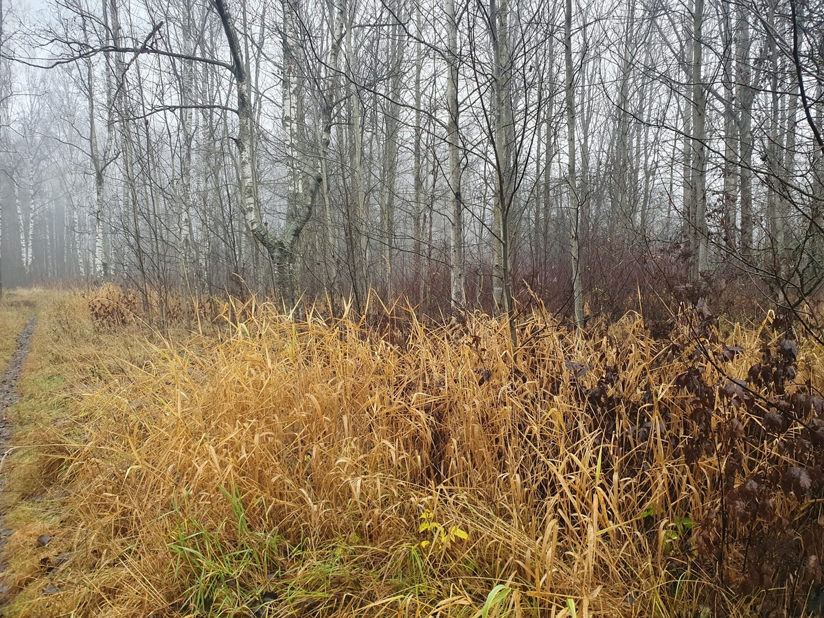 Осенний лес 02.11.2025