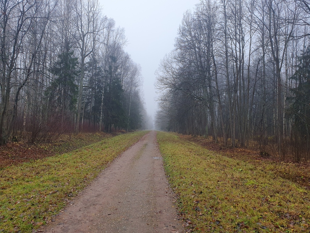 Осенний лес 02.11.2025