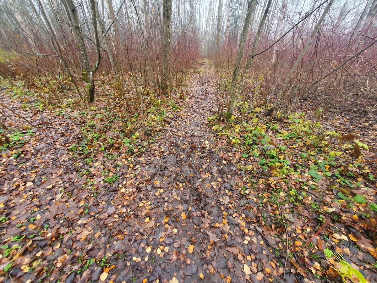 Осенний лес 02.11.2025