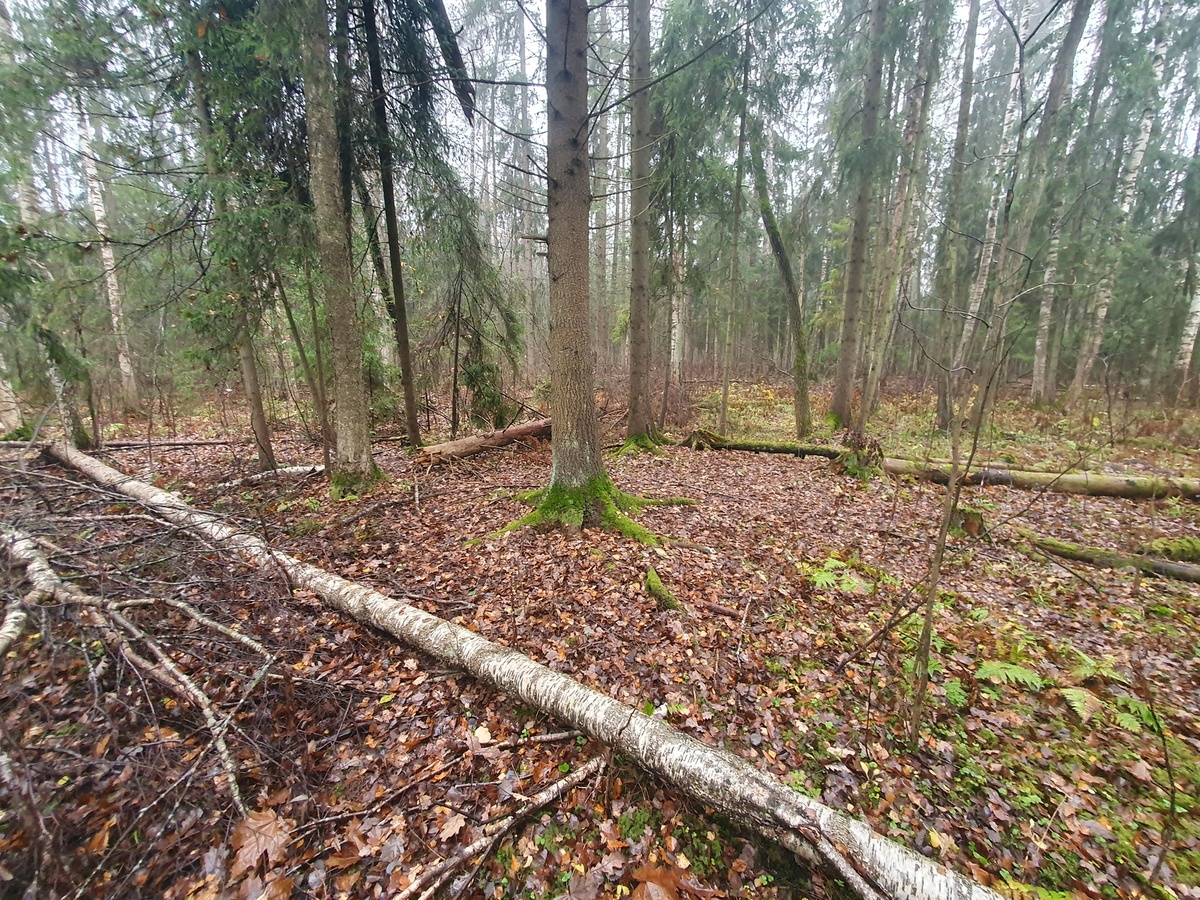 Осенний лес 02.11.2025