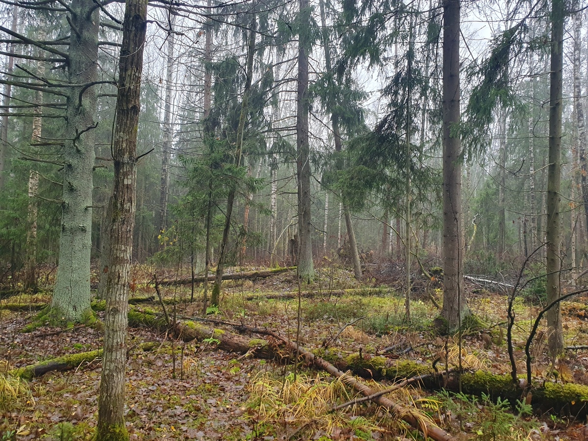 Осенний лес 02.11.2025