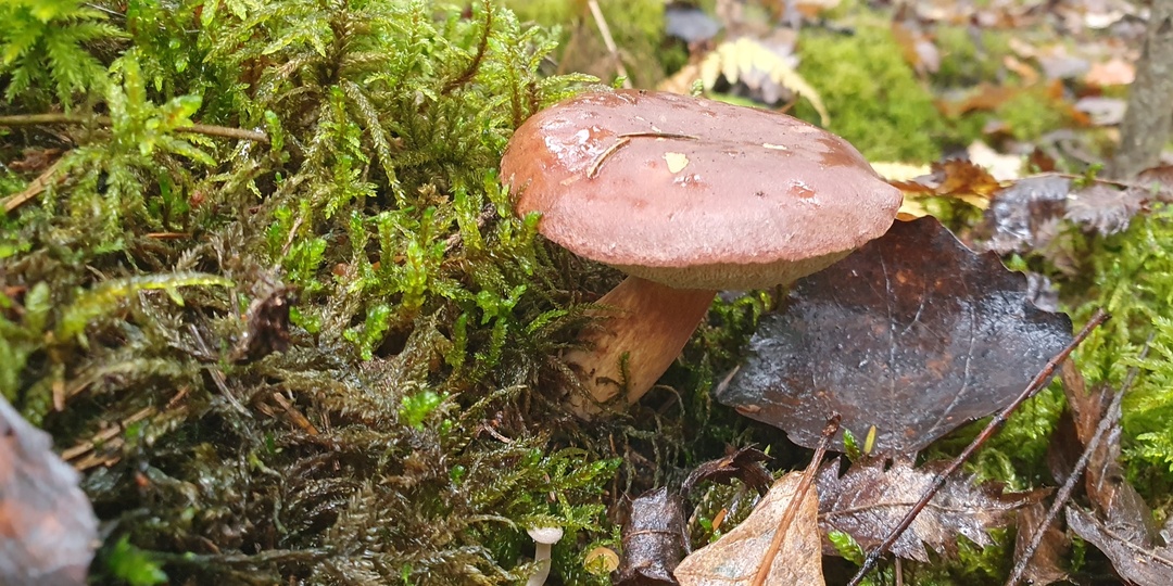 Грибы в межсезонье 02.11.2025