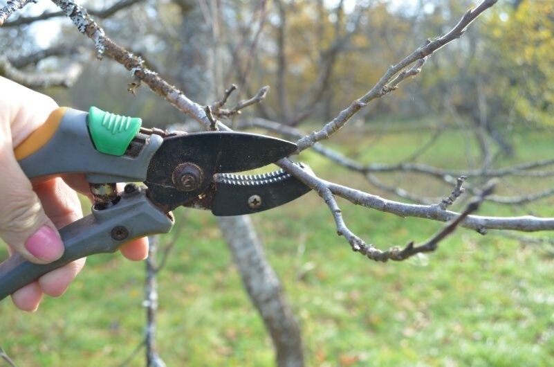 Зачем обрезать сливу осенью? Есть важные особенности обрезки