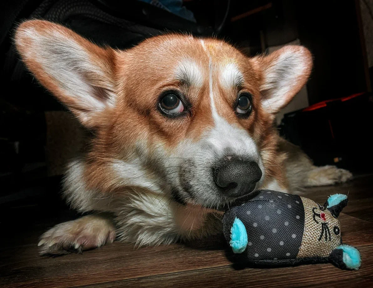 Смотрю, дышу, слушаю