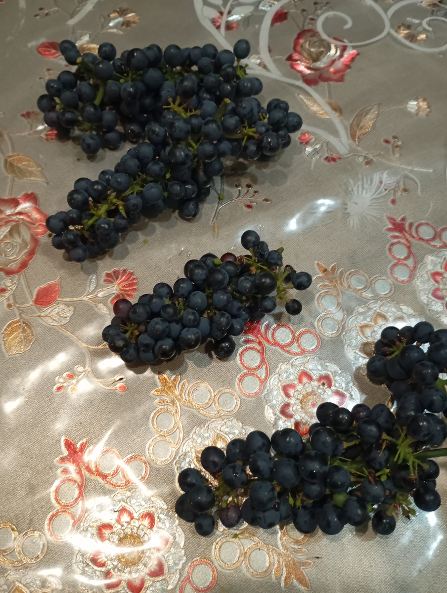 Виноград Леон Мийо фото автора.