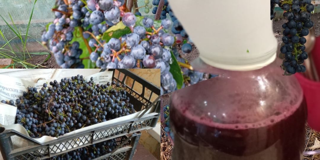 Виноградное вино, делала первый раз.🙏😆