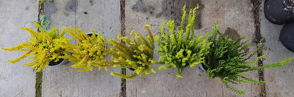 Слева направо: Calluna vulgaris ‘Zoe’ (2 шт.), ‘Zorina’, ‘Zelda’, ‘Zelia’, 25 августа 2024 г.