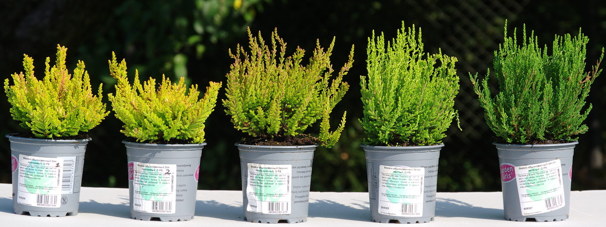 Слева направо: Calluna vulgaris ‘Zoe’ (2 шт.), ‘Zorina’, ‘Zelda’, ‘Zelia’, 31 августа 2024 г.