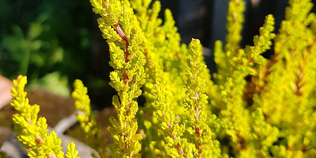 Укоренение вереска обыкновенного, сорт ‘Zoe’ (Calluna vulgaris ‘Zoe’), 2024 г.