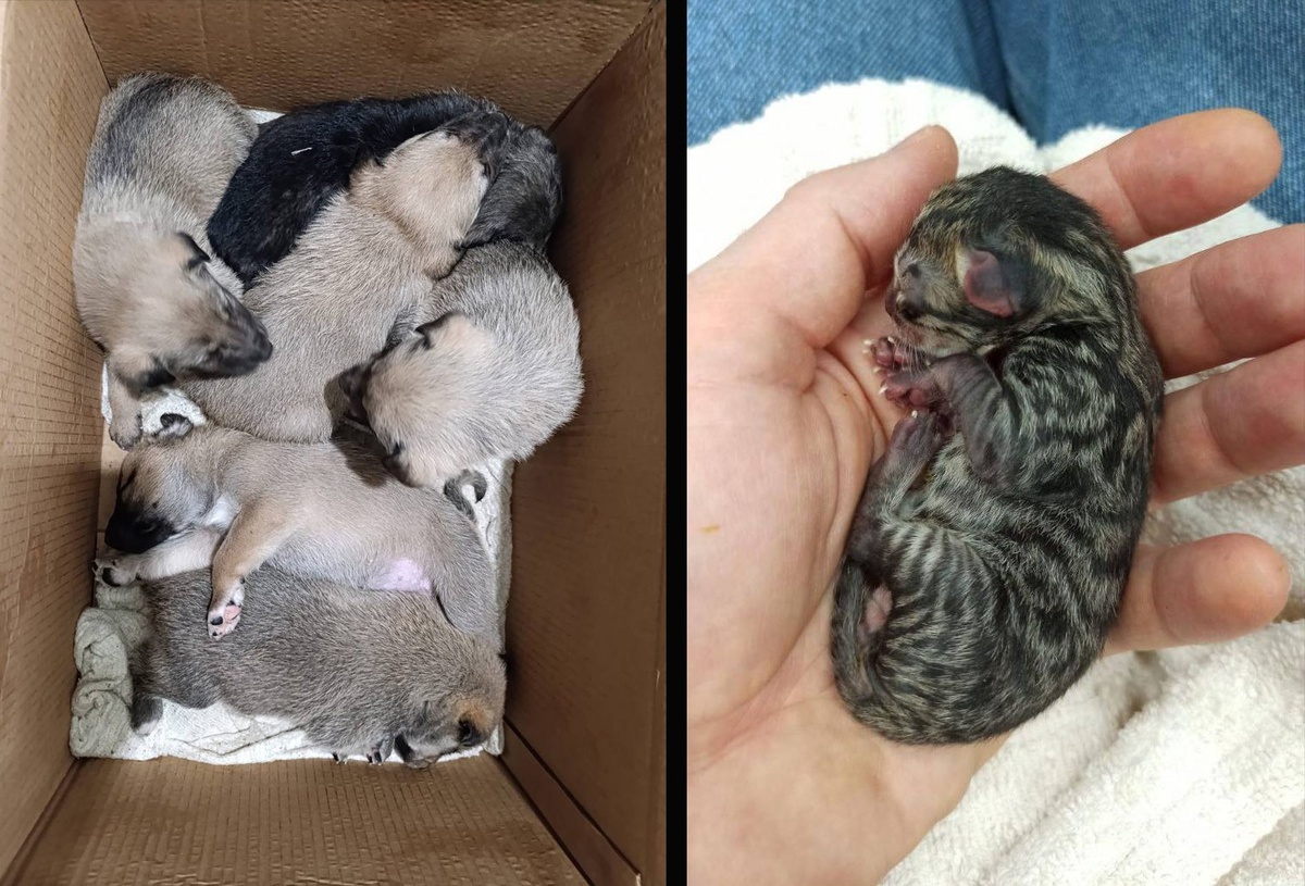     Фото: благотворительный фонд «ЗооЗащита» / zooekb.ru