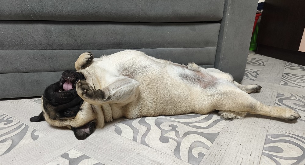 Дневник мопса: операция «Небесная манна»