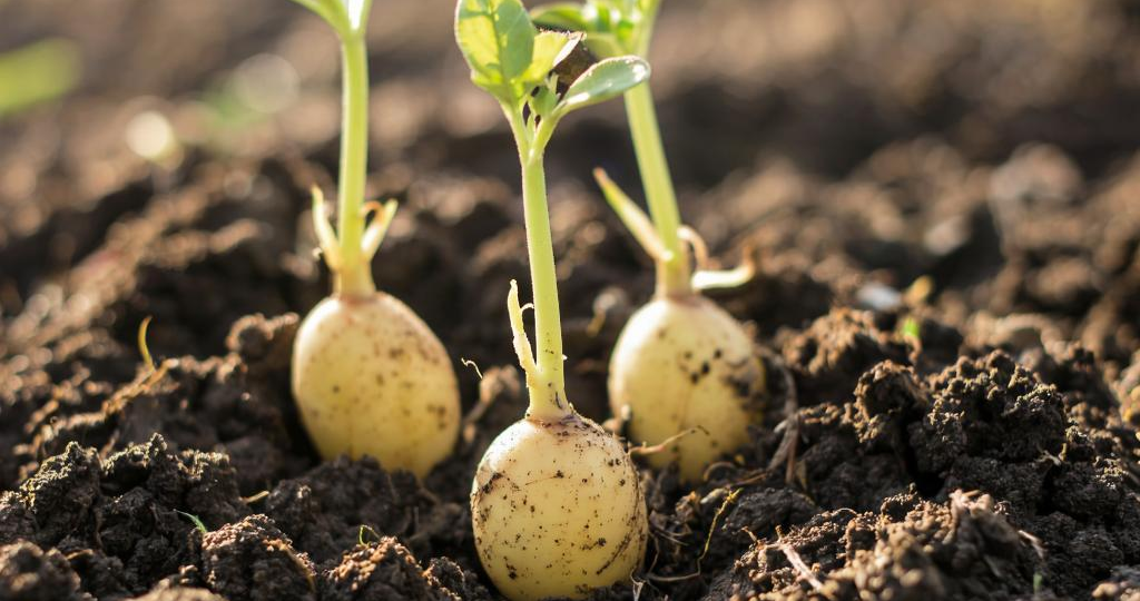 Почему картошка уродилась мелкая: разбираем главные ошибки огородников