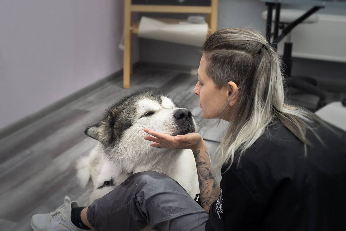 минутка общения с маламутом