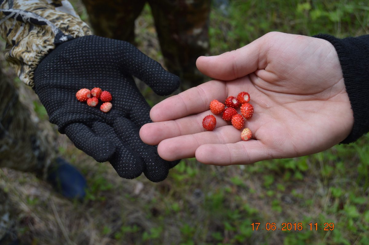 Земляника (фото автора)