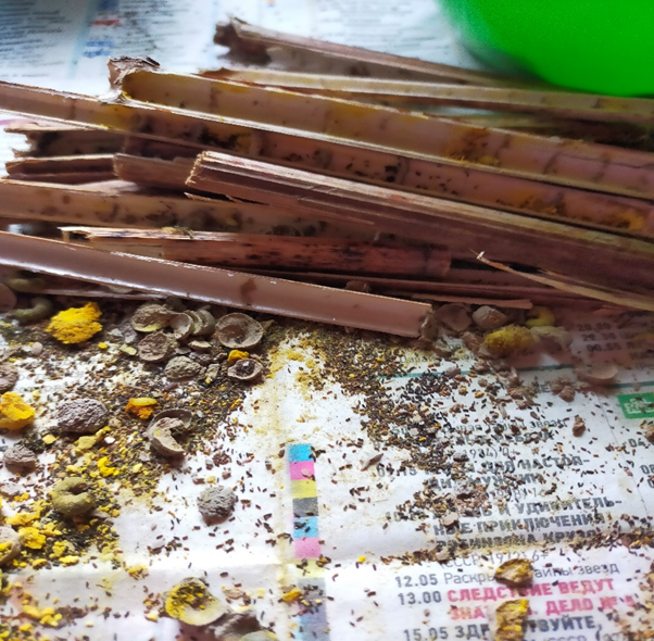 Горец сахалинский. Глиняные перегородки, перга, личинка.