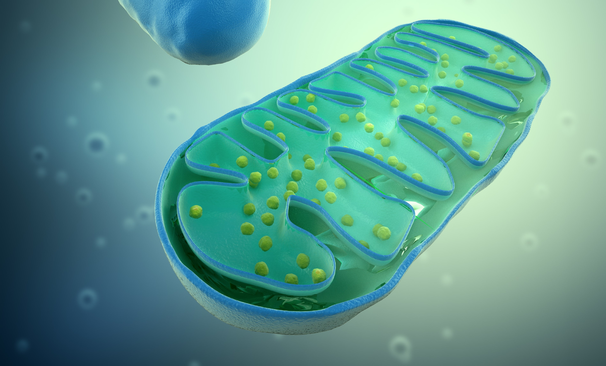 Митохондрия