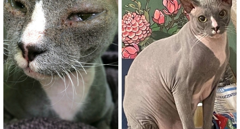 До и после: как прекрасно, когда у подопечных всё складывается к лучшему