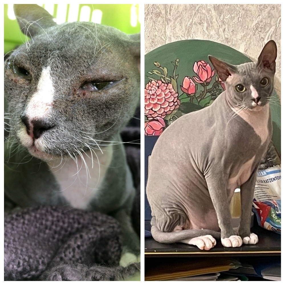 Бесподобный Зяблик обрёл свою семью 22 февраля 2024 года.