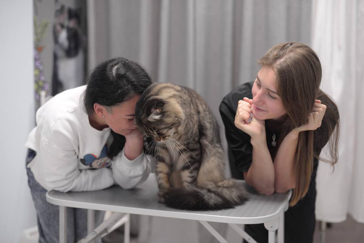 Ученицы с моего семинара применяют навыки общения  с котом на практике