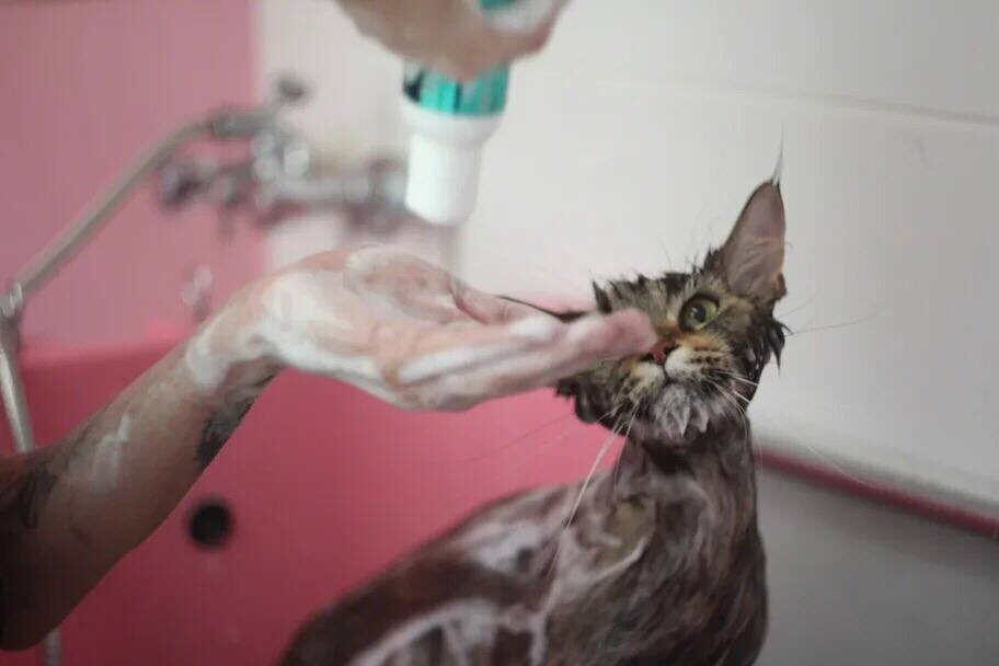 заинтересованность кошки процессом