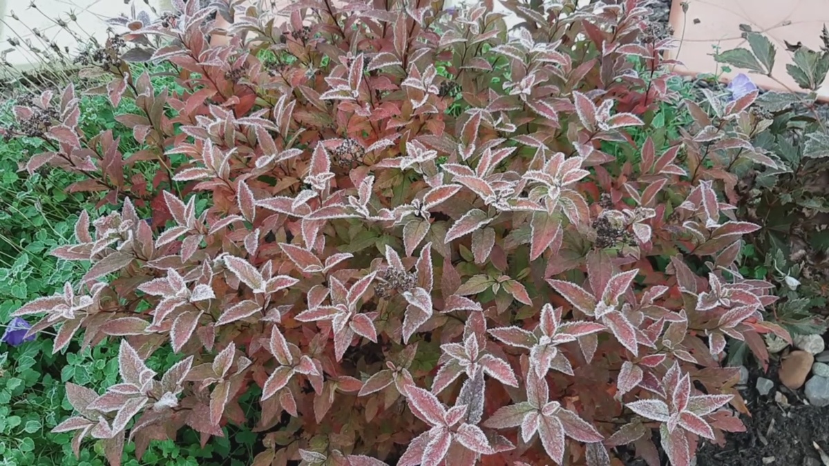 Начало ноября.