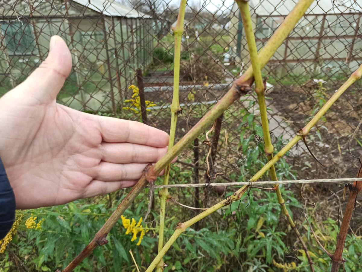 Фото автора. 