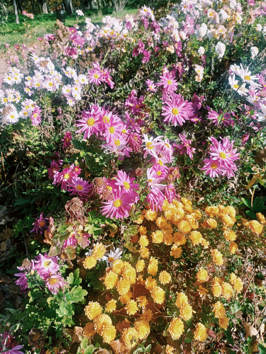 Хризантемы радуются жизни и радуют нас. Фото автора.